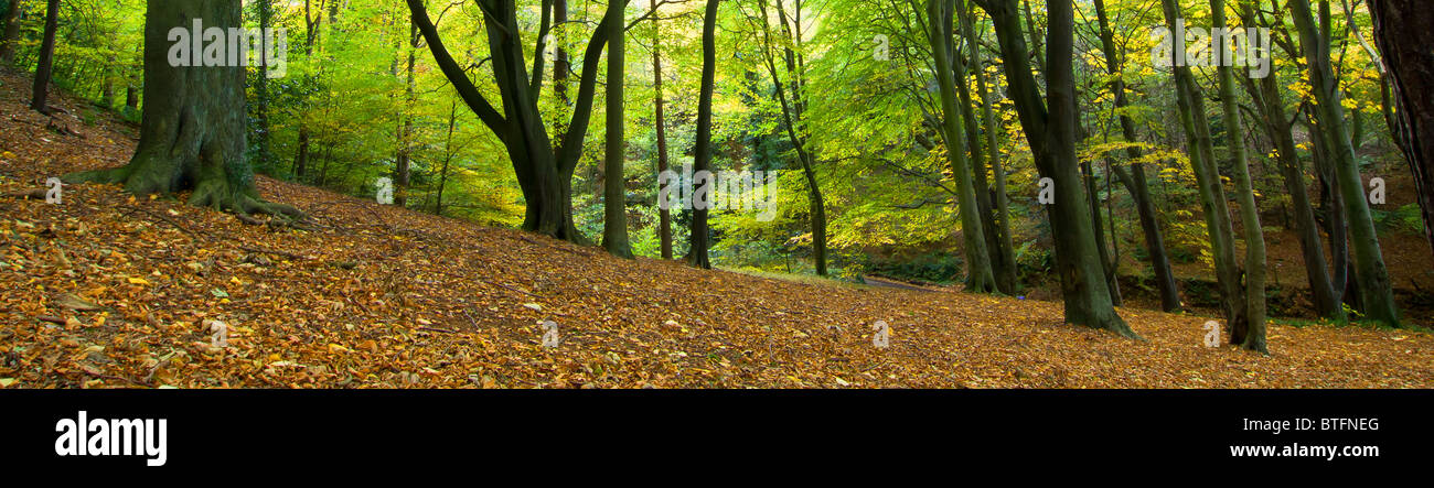Autumn Scenic of Ryton Willows, woodland walk, Tyneside. Stock Photo