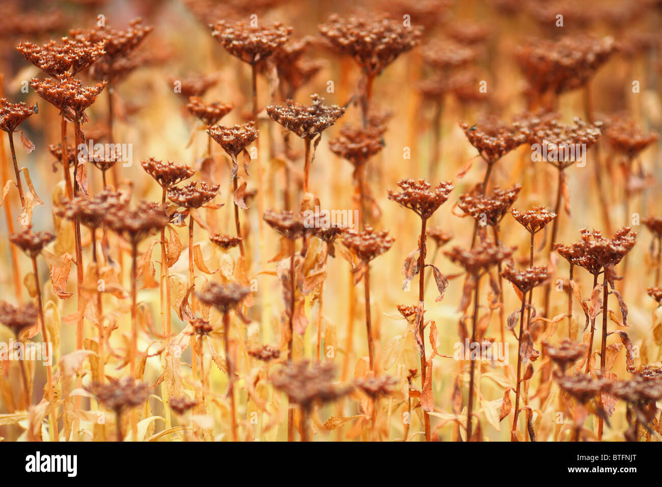 Stonecrop dried brown seedheads in autumn Sedum hyperaizoon Stock Photo