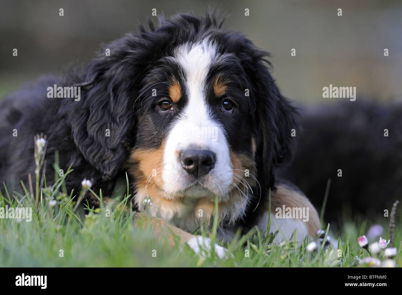 Bernese Mountain Dog (Canis lupus familiaris). Puppy lying in a meadow, portrait. Stock Photo