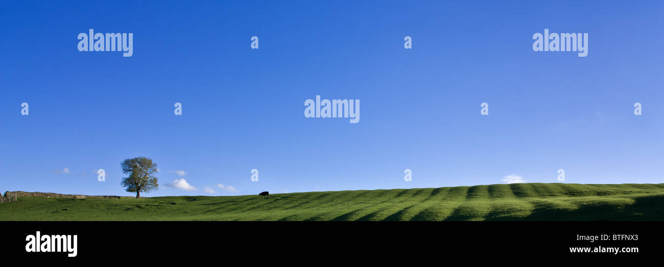 Grazing Cow or Bull on lush green grass under vivid blue sky panoramic Stock Photo