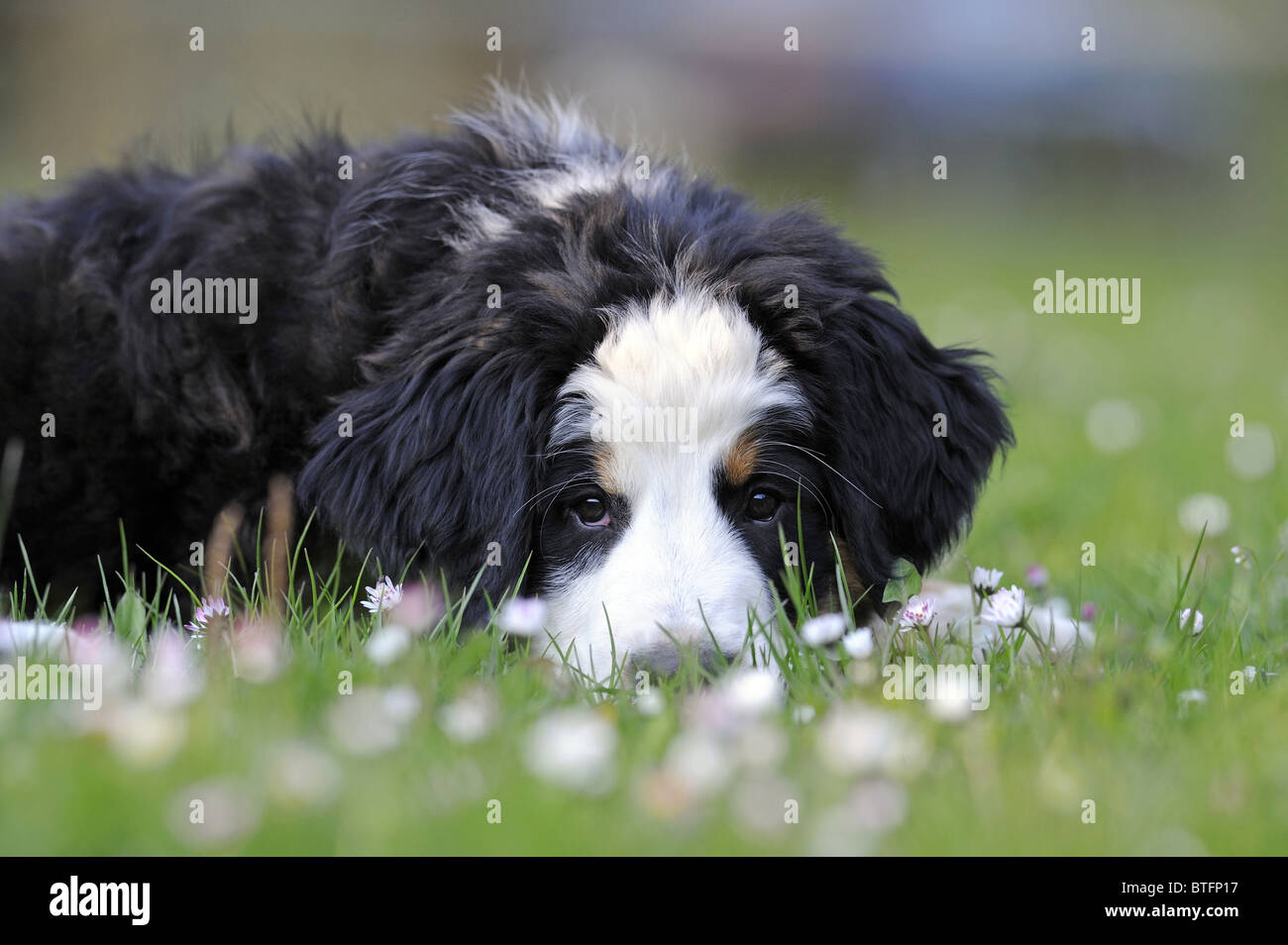 Bernese Mountain Dog (Canis lupus familiaris). Puppy lying in a meadow while looking into the camera. Stock Photo