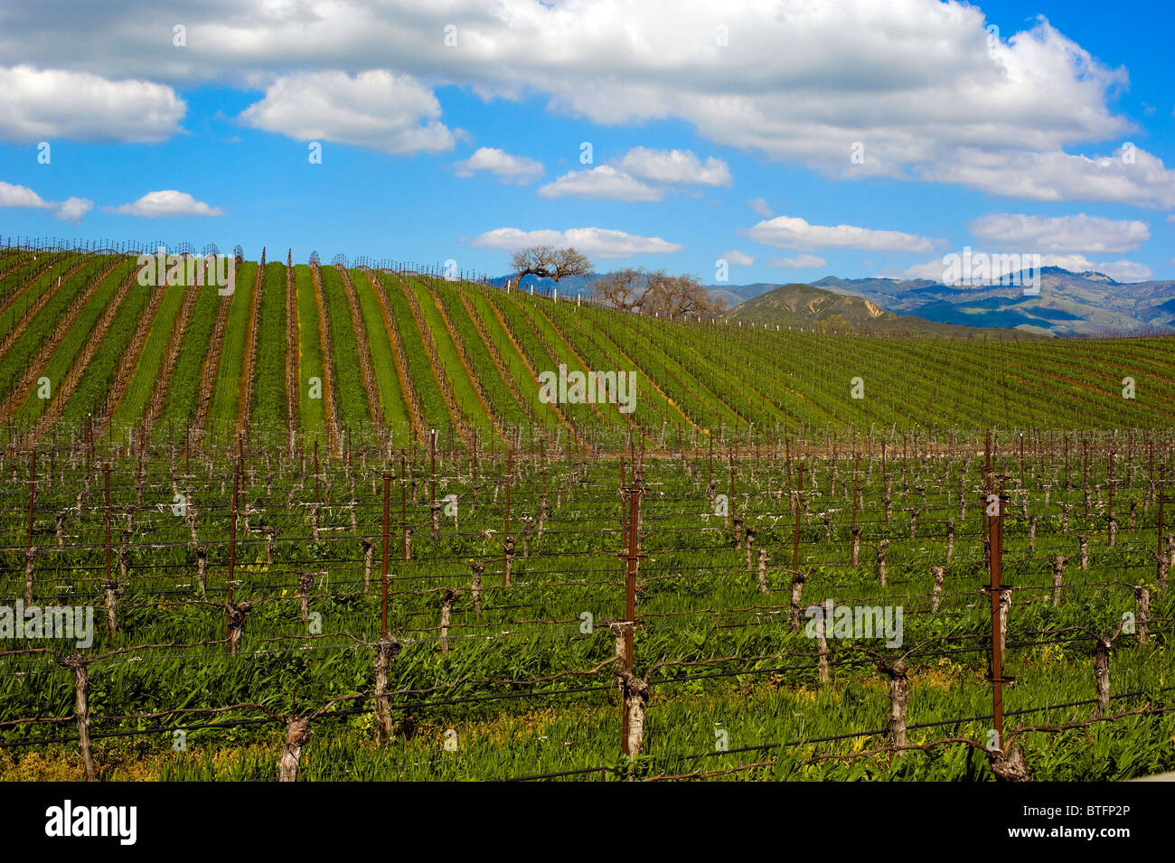 vineyard, Santa Ynez, California Stock Photo Alamy