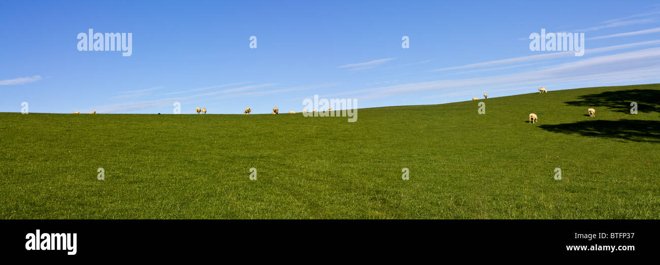 Grazing Sheep on lush green grass under vivid blue sky panoramic Stock ...