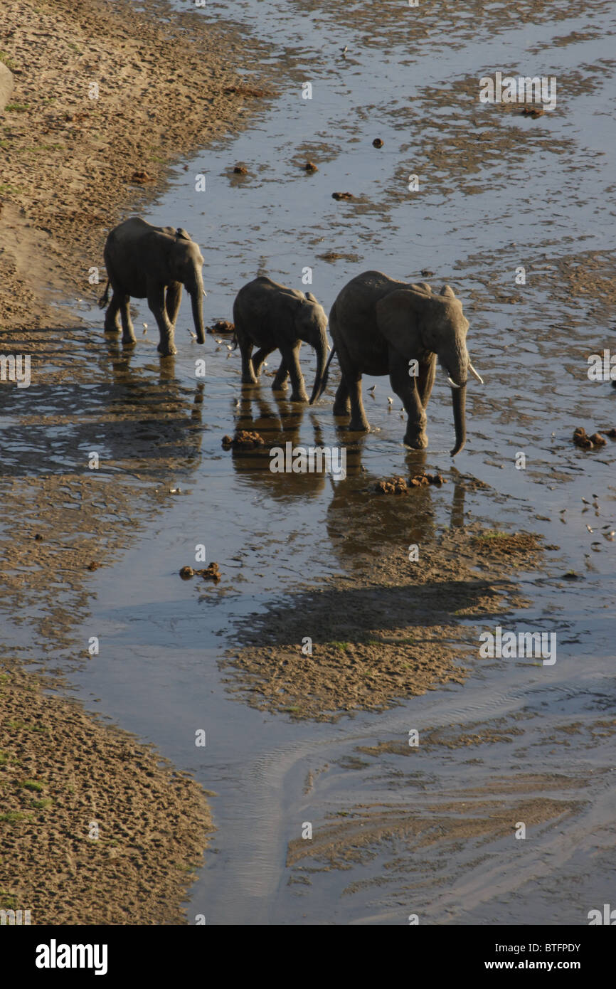 Elephants crossing shallow river Stock Photo - Alamy