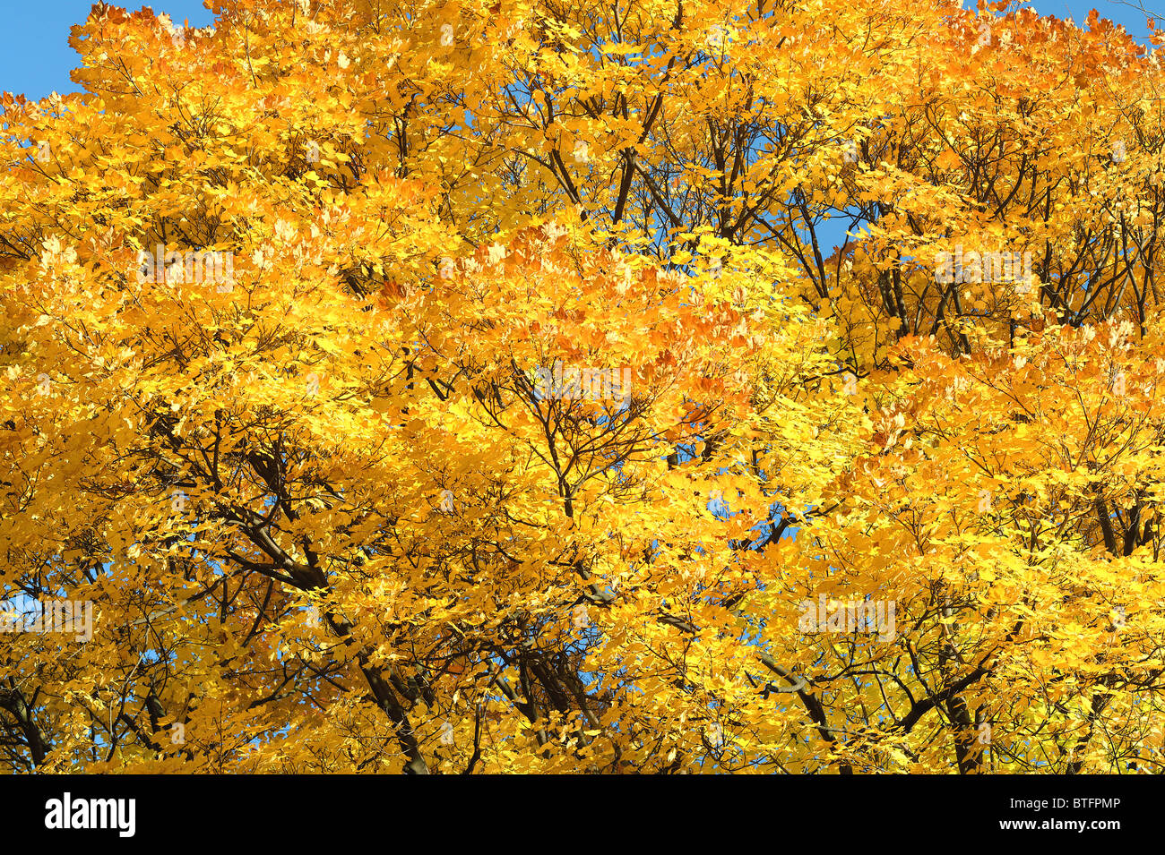 Italian maple yellow autumn foliage Acer opalus Stock Photo