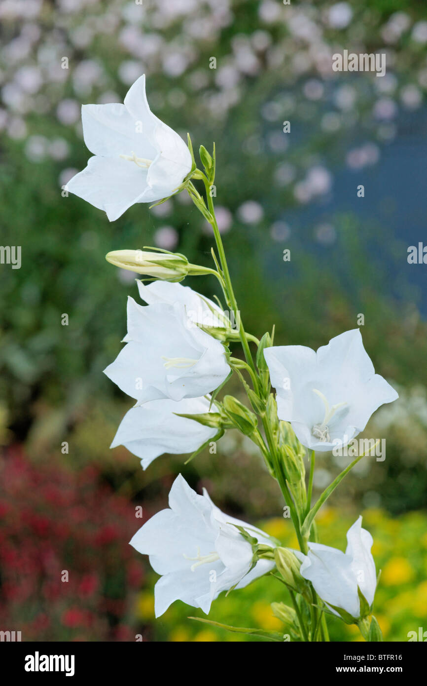 White Campanula bellflower Stock Photo
