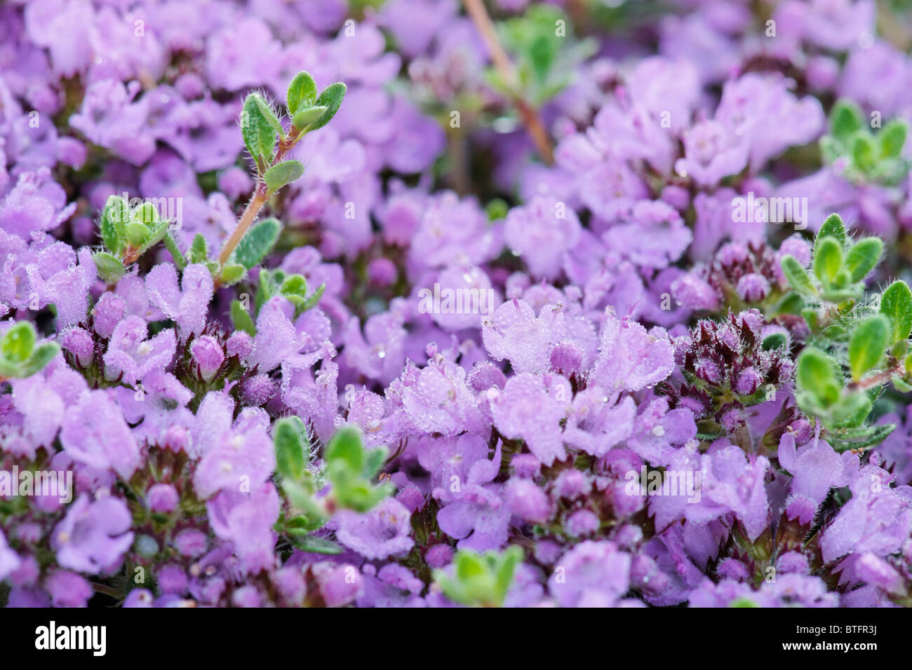 Thymus doerfleri ‘Bressingham’. Thyme Stock Photo