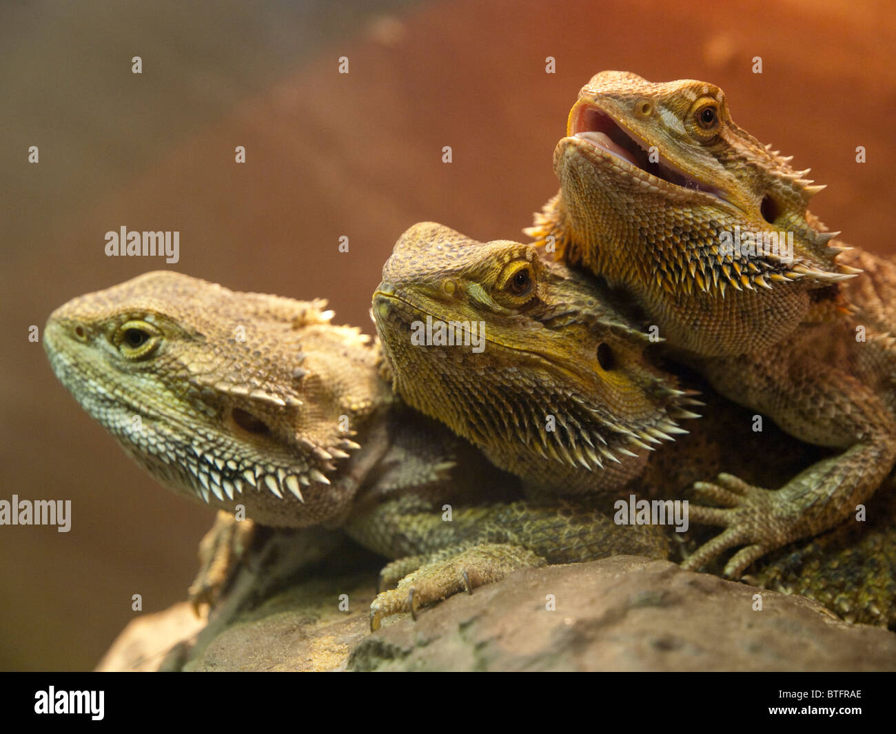 Bearded dragon cheap friendly