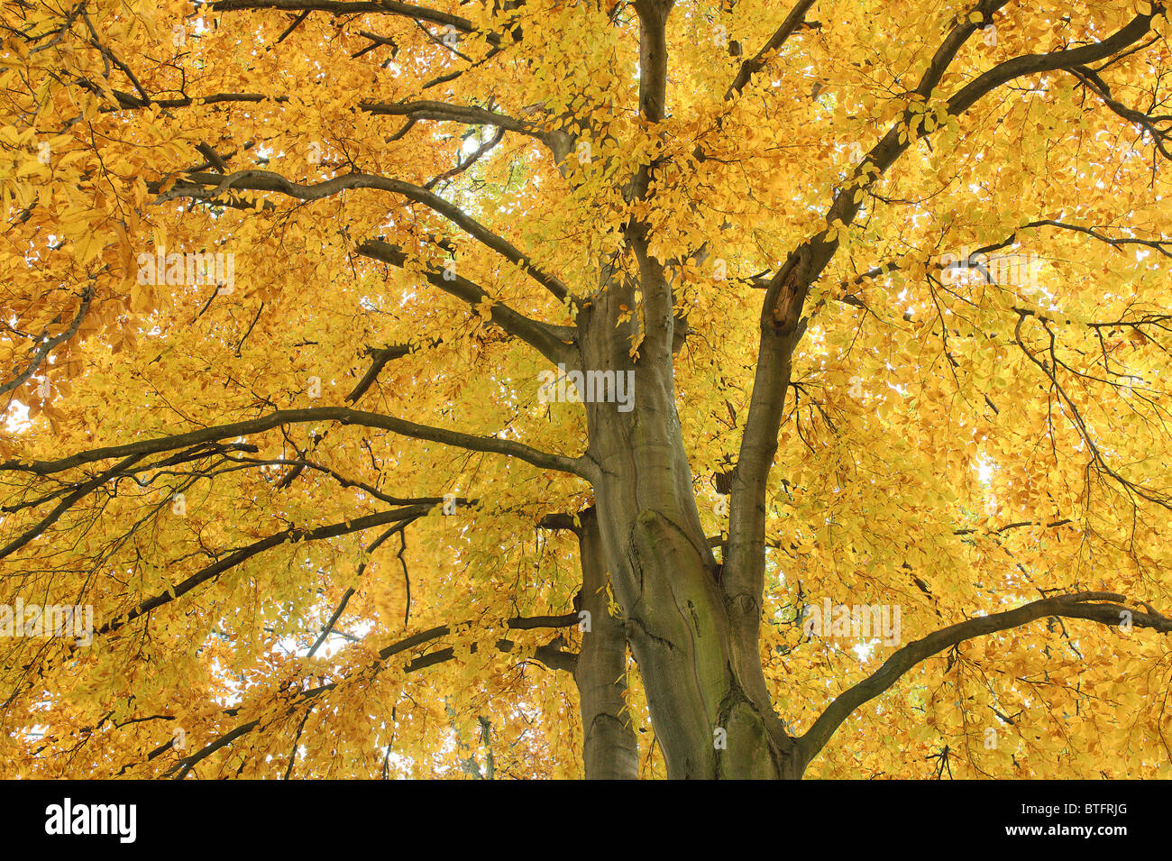 Old beech tree with yellow autumn leaves Fagus sylvatica Stock Photo ...