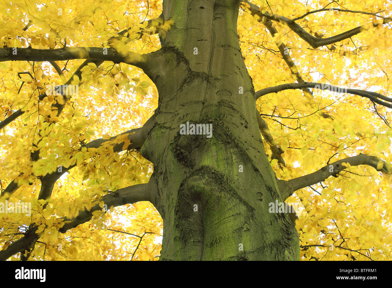 Old beech tree with yellow autumn leaves Fagus sylvatica Stock Photo ...
