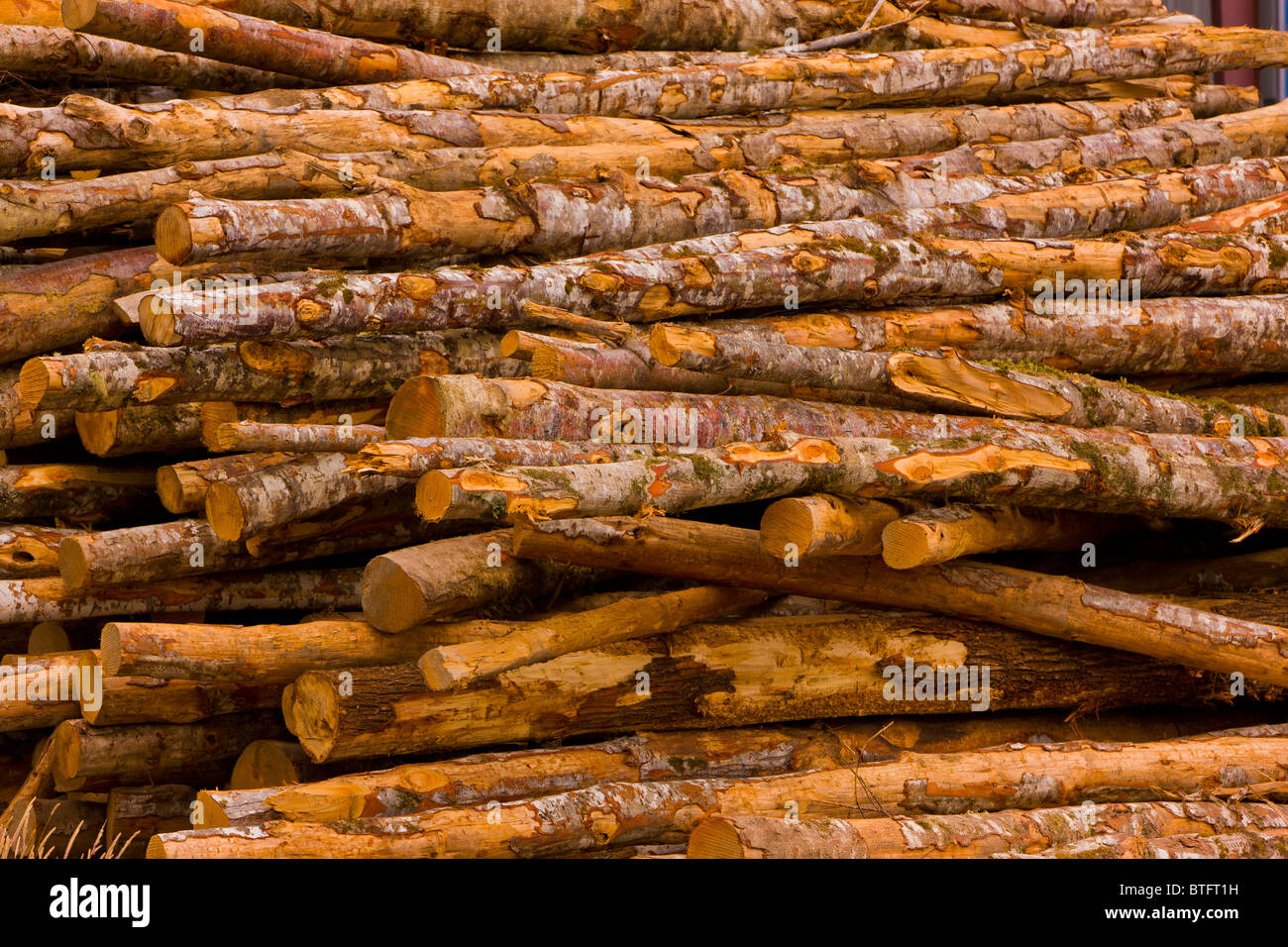 COOS BAY, OREGON, USA - Logs stacked at Weyerhaeuser lumber mill. Stock Photo