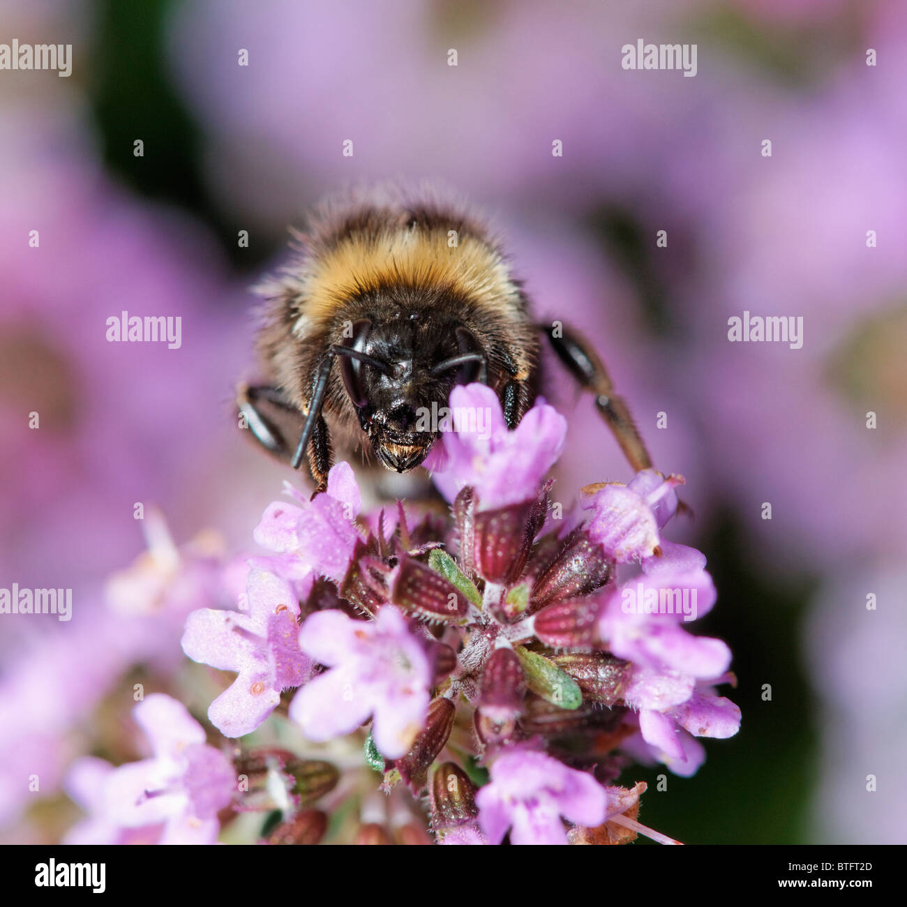 Bumblebee feeding on Thyme. Stock Photo