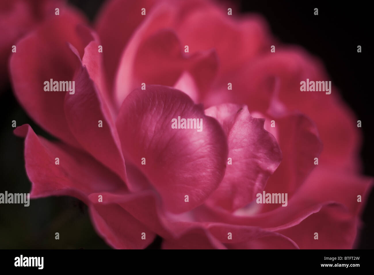 Stylized Rose High Resolution Stock Photography and Images - Alamy
