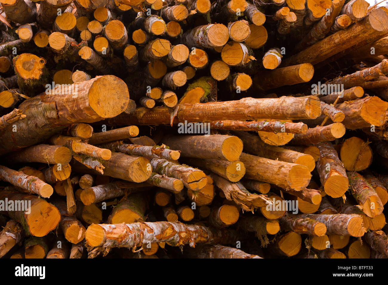 COOS BAY, OREGON, USA - Logs stacked at Weyerhaeuser lumber mill. Stock Photo