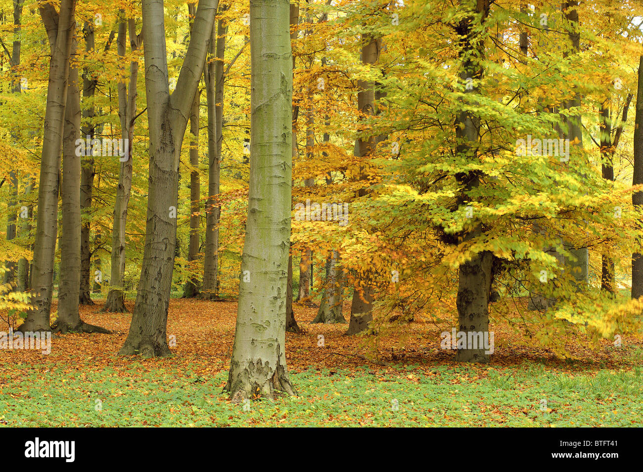 Beech trees turning yellow in autumn Fagus sylvatica Stock Photo - Alamy