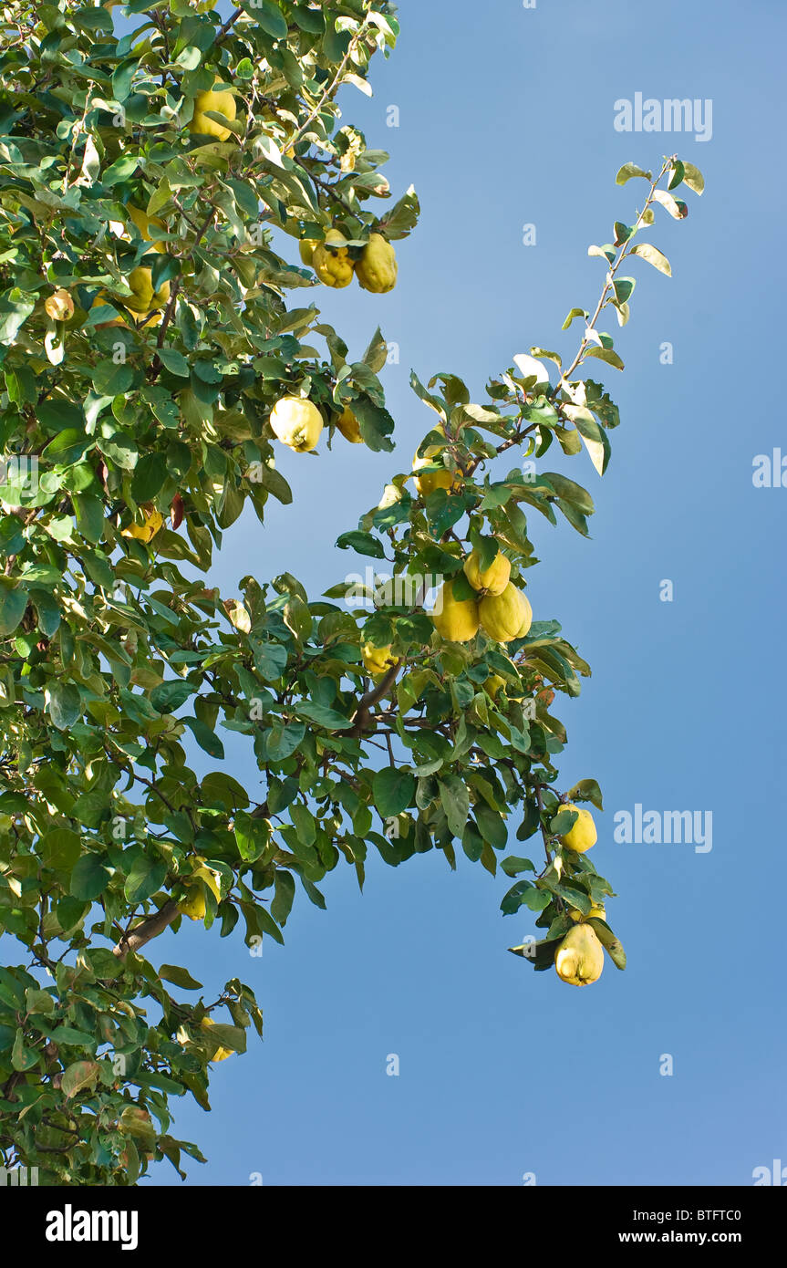 Quince tree fruit hires stock photography and images Alamy