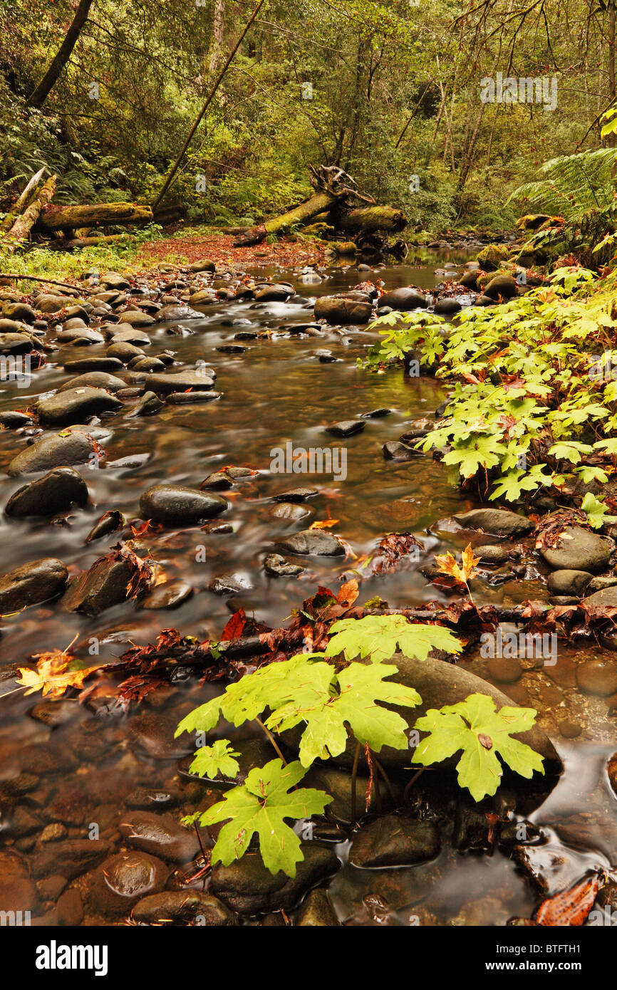 Green forest plants with stream Stock Photo