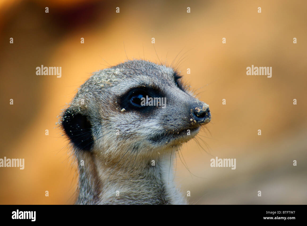 Portrait of an alert Meerkat (Suricatta suricates) looking and guarding on sentry duty. Stock Photo
