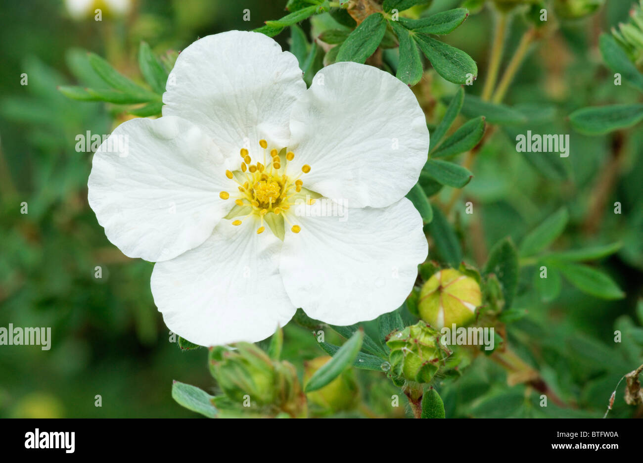 White potentilla hi-res stock photography and images - Alamy
