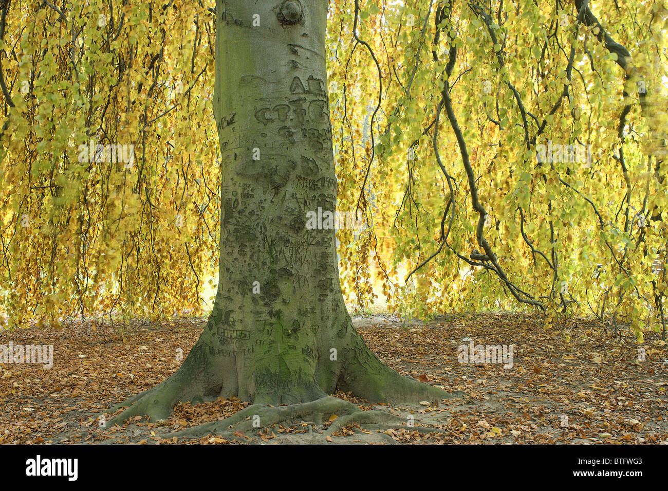 Old beech tree with yellow autumn leaves Fagus sylvatica Stock Photo ...