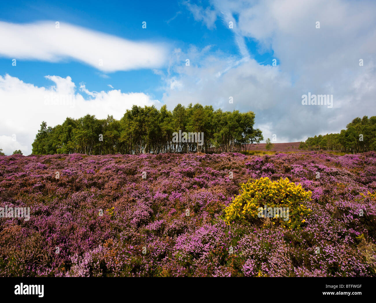 A hillside near Hathersage, Derbyshire covered in heather during late August Stock Photo
