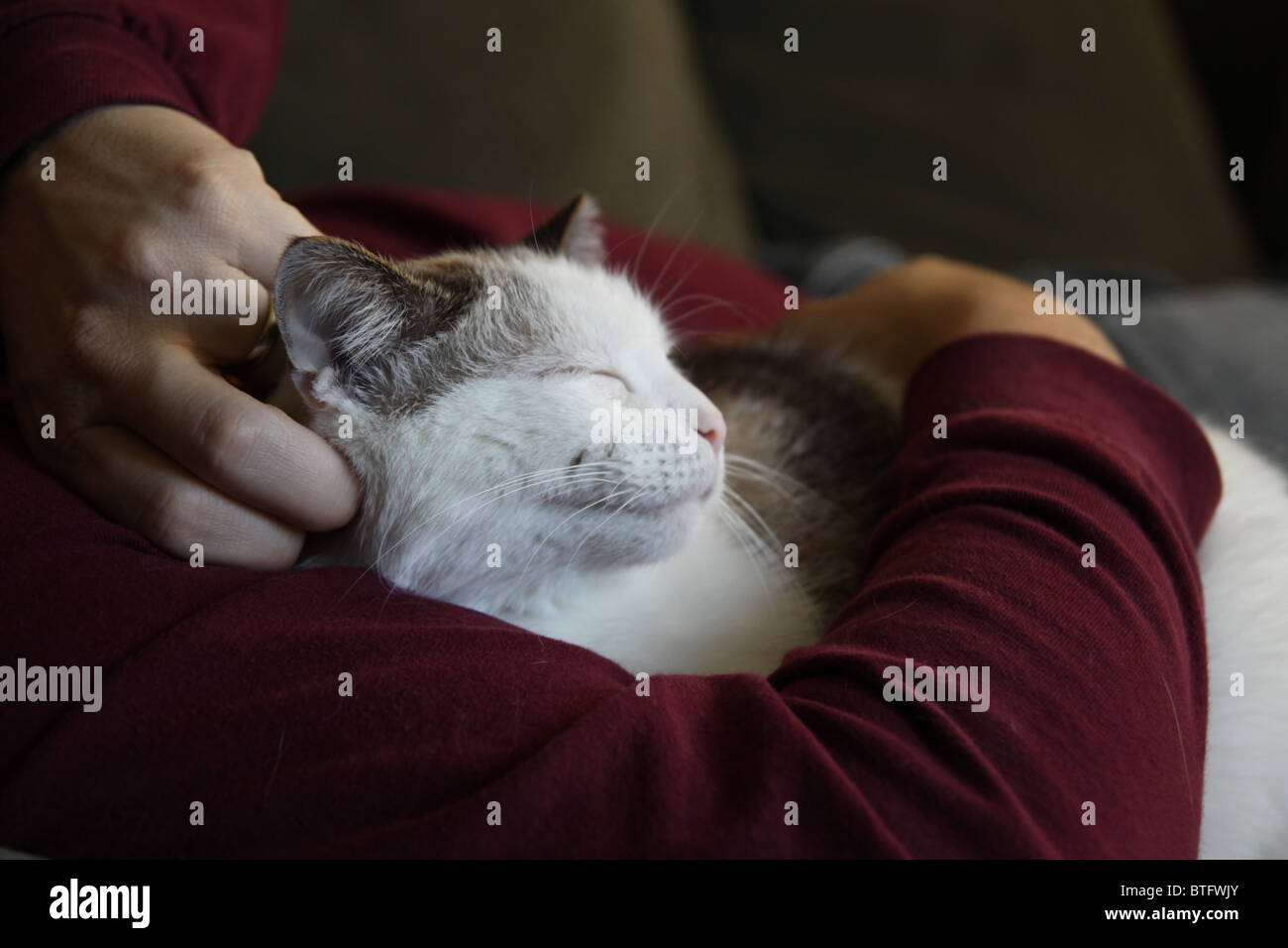A cat being held and petted Stock Photo Alamy