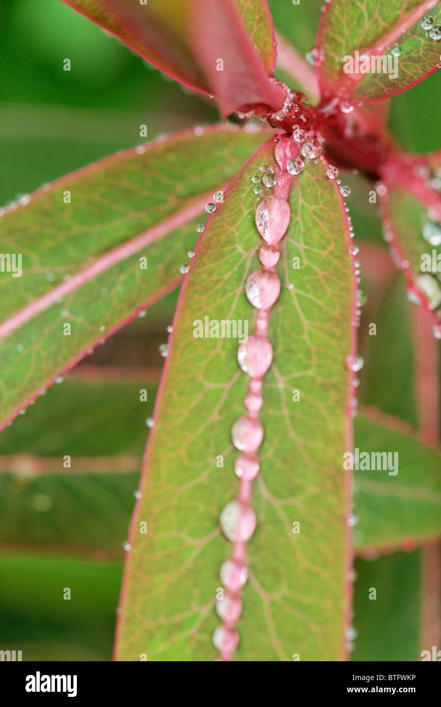 Water droplets on Spurge leaf. Euphorbia Griffithii - Fireglow Stock Photo