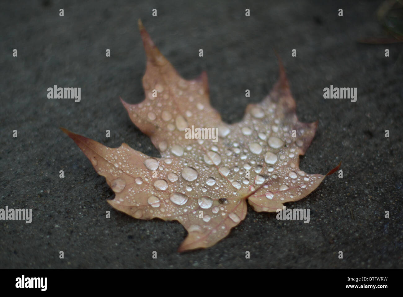 A crisp brown autumn leaf covered with drops of rain. Stock Photo