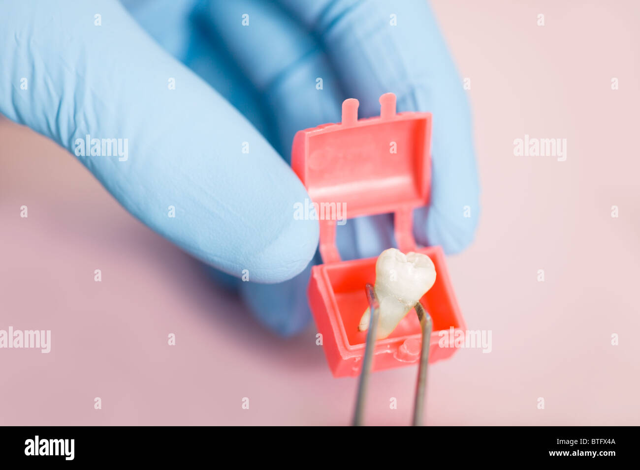 A human tooth being put in a tiny treasure chest Stock Photo