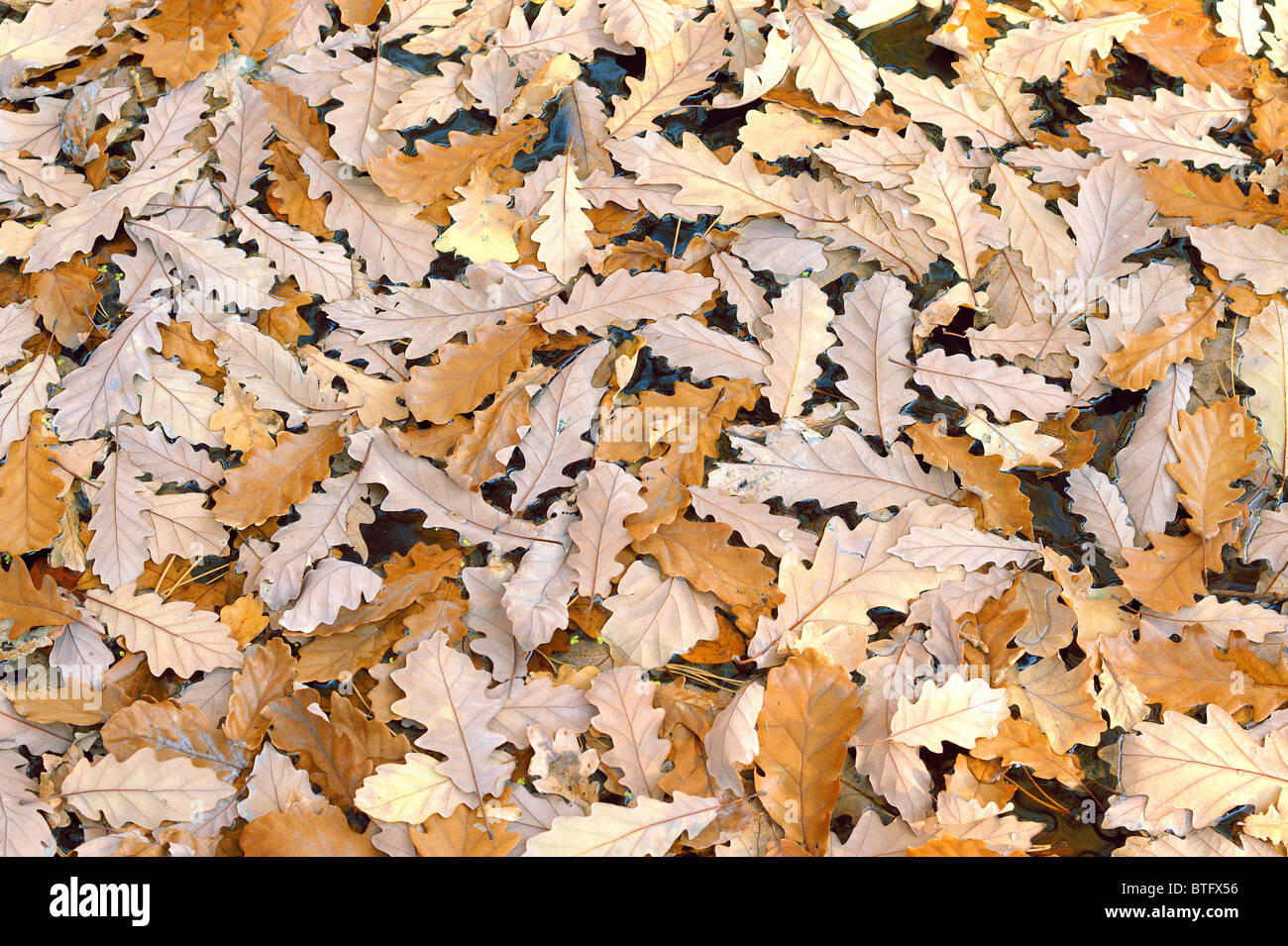 Fallen sessile oak leaves floating on the water Quercus petraea Stock ...