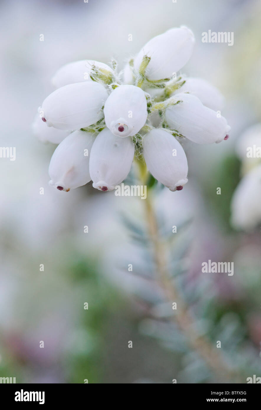 White heather. Erica tetralix 'Alba Morris' Stock Photo