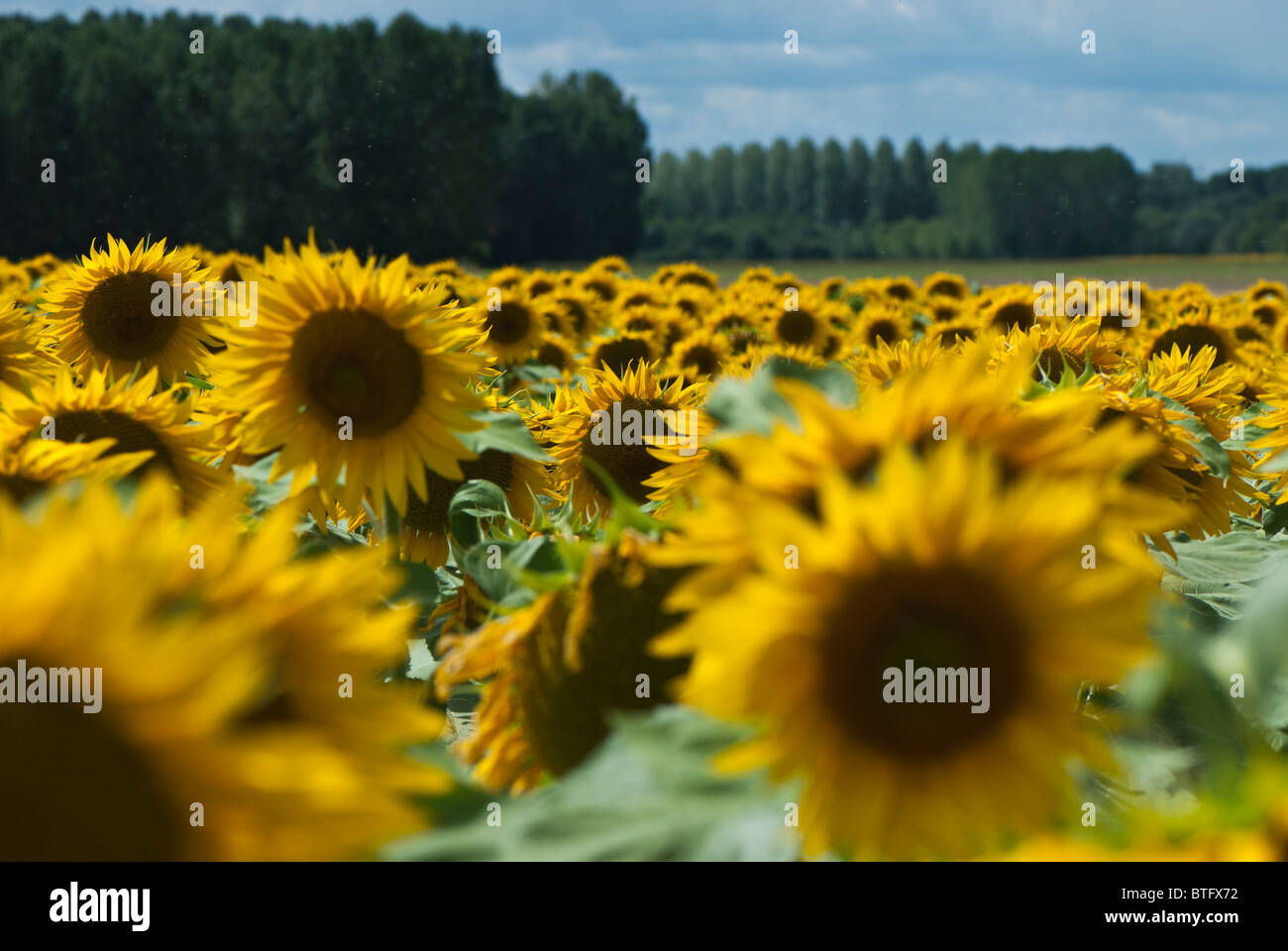 Sunflowers Helianthus Annuus, in field near Chandon  Indre-et-Loire département Loire. Focus on middle distance. Stock Photo