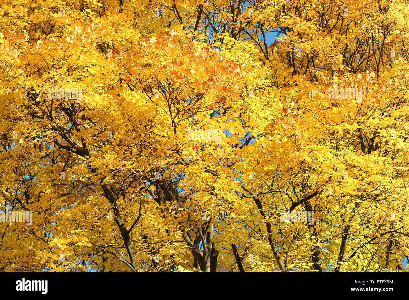 Italian maple yellow autumn foliage Acer opalus Stock Photo