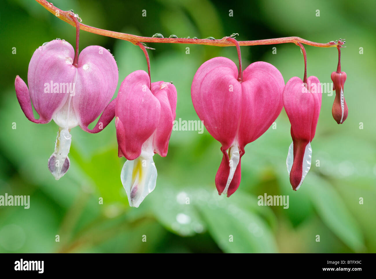 Dicentra spectabilis or Lamprocapnos spectabilis. Bleeding Heart Stock Photo Alamy