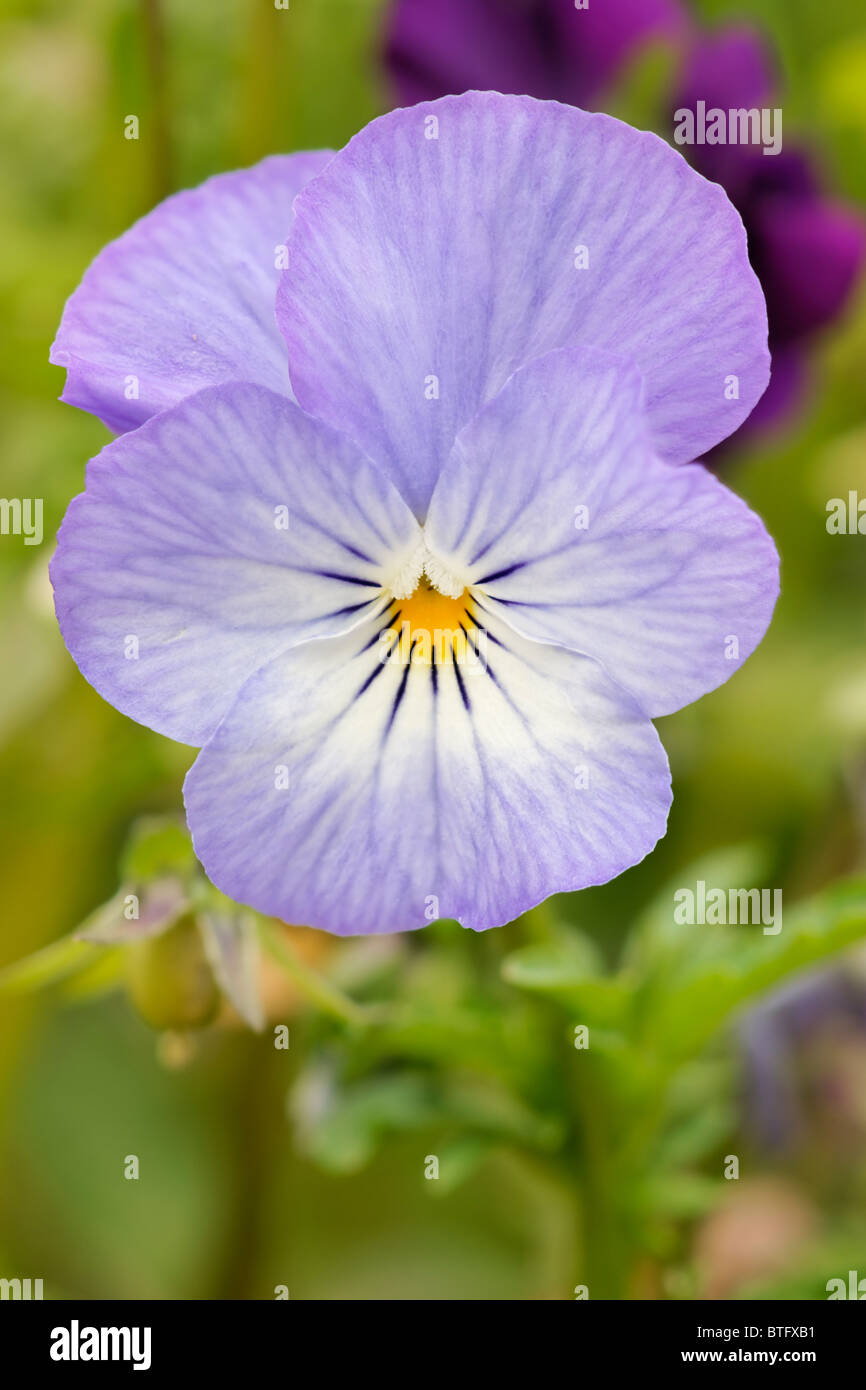 Puple Winter Pansy. Viola. Violet. Stock Photo
