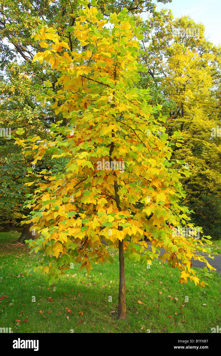 Young tulip tree with yellow autumn foliage Liriodendron tulipifera Stock Photo