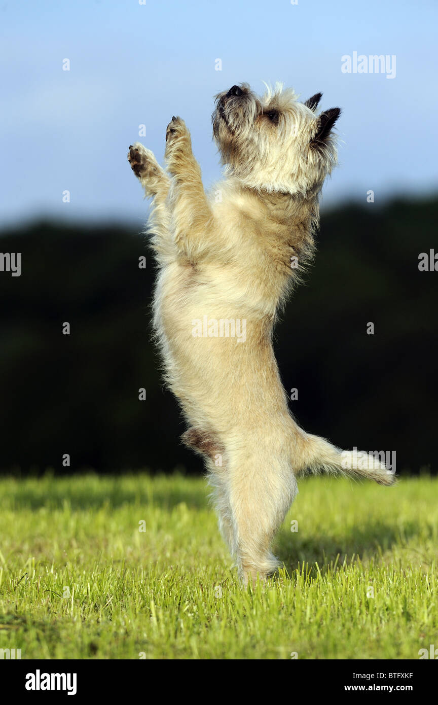 Cairn Terrier (Canis lupus familiaris). Male standing on its hind legs. Stock Photo