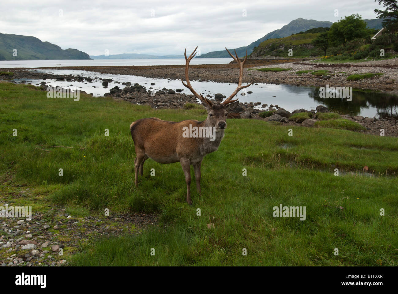 Red male Stag deer with antlers by Loch Elg. Red deer Cervus Elaphus. Stock Photo
