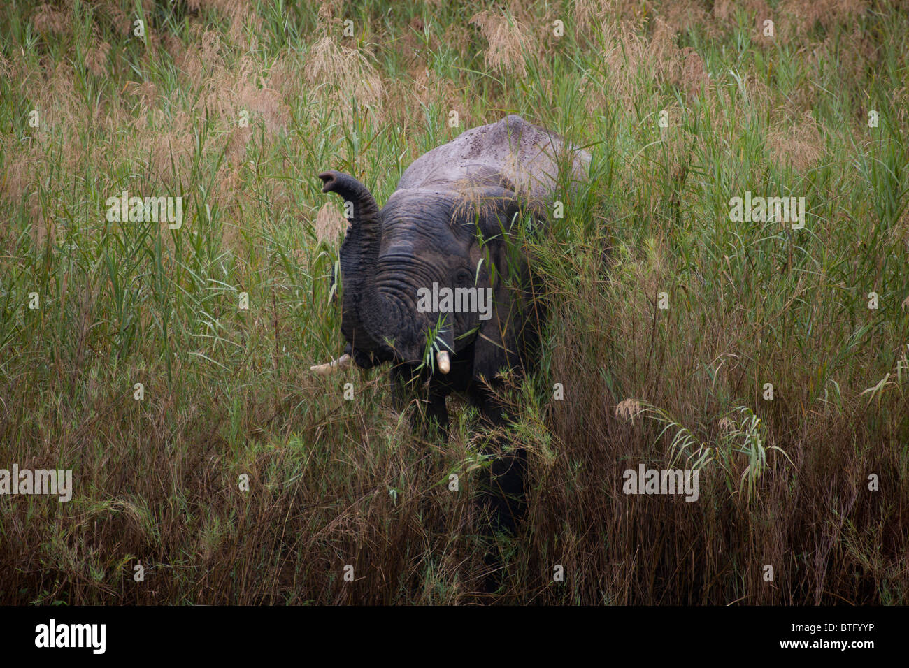 Elephant in the Marsh Reeds on the Bank of the Oliphant River Stock Photo