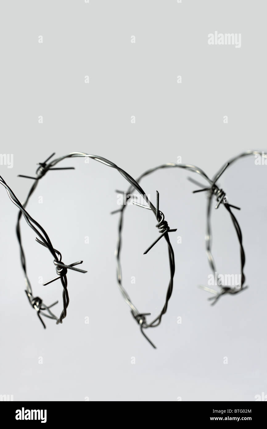 Barbed wire looped on a plain background Stock Photo