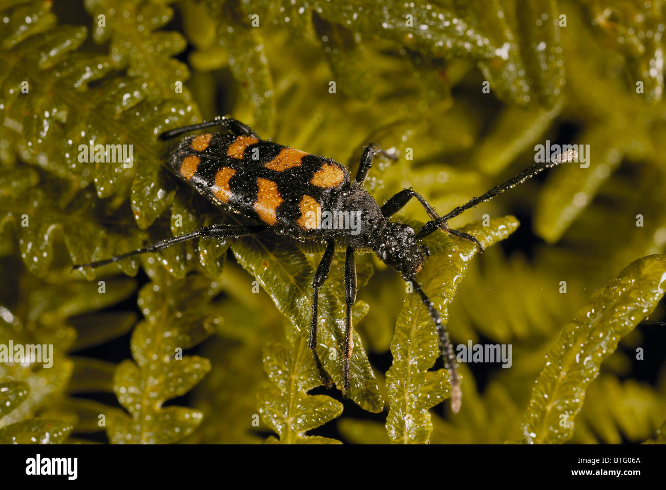 Leptura quadrifasciata L. 1758 capricorn beetle covered in morning dew, Crowle Moor nature reserve, UK Stock Photo
