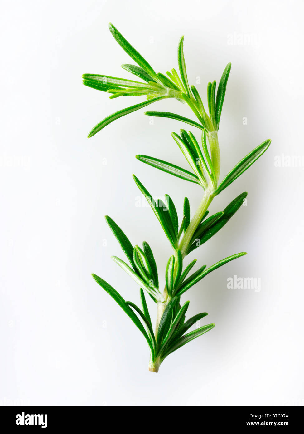 Rosemary sprig rosmarinus officinalis hires stock photography and
