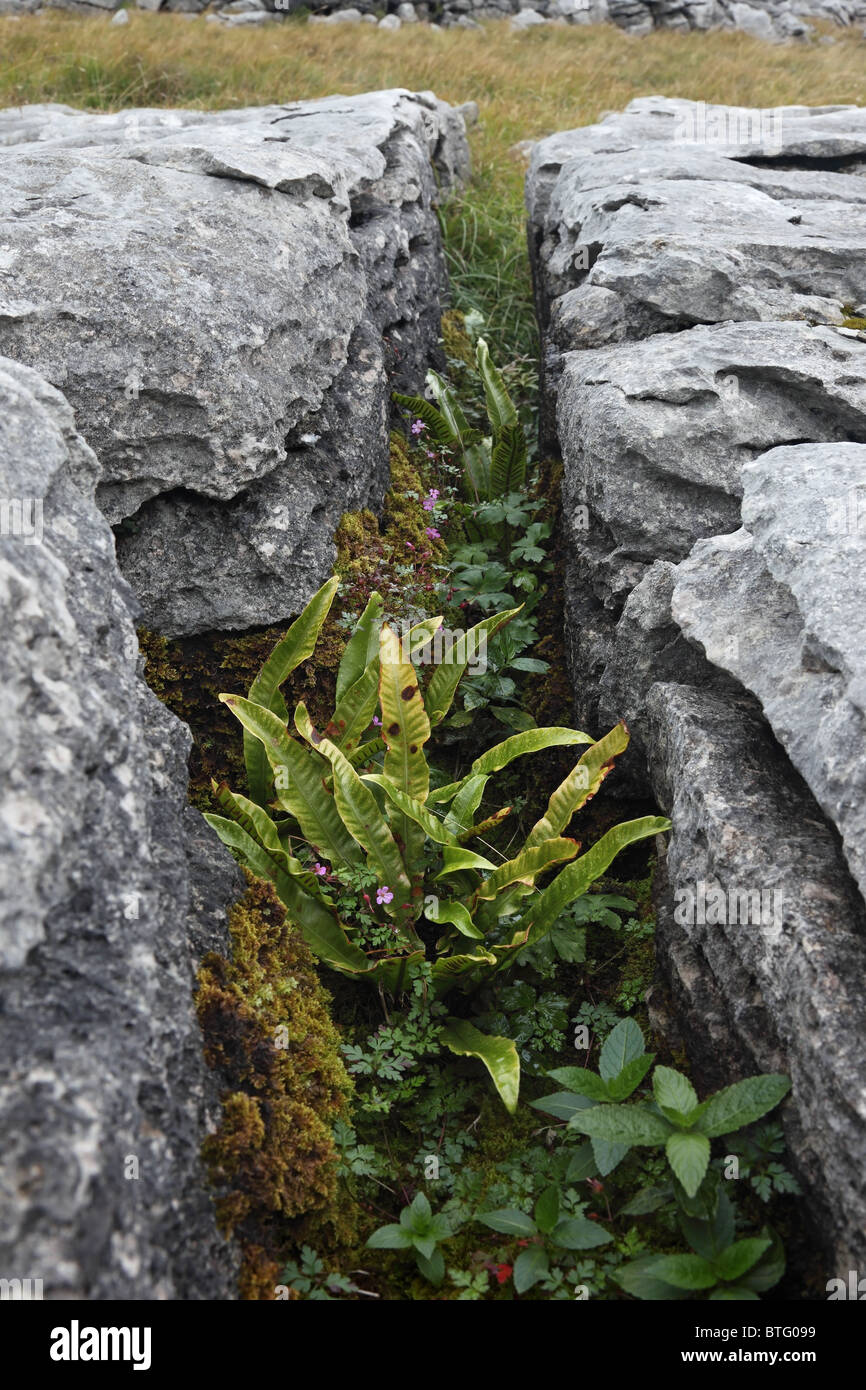 Hartstongue Fern phyllitis scolopendrium Growing in a Fissure on the Limestone Pavement Near Ingleborough Yorkshire Dales Stock Photo