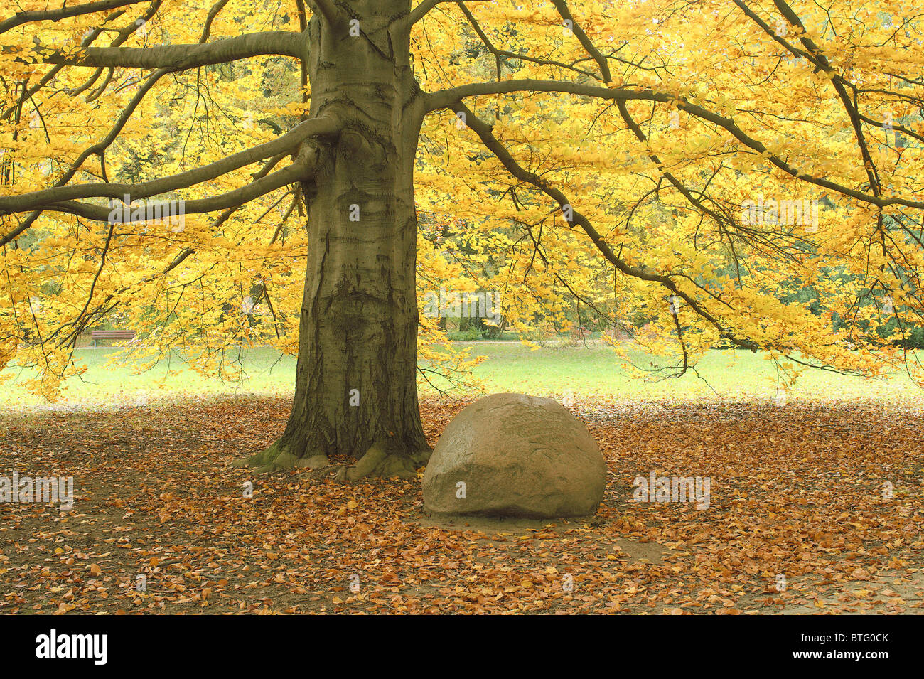 Old beech tree with yellow autumn leaves Fagus sylvatica Stock Photo ...