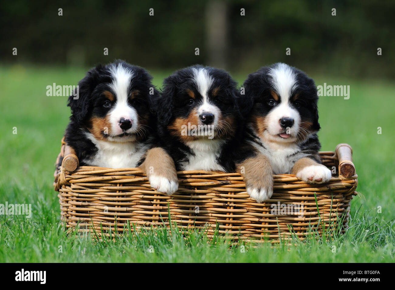 Bernese Mountain Dog (Canis lupus familiaris). Three puppies in a basket on a meadow. Stock Photo