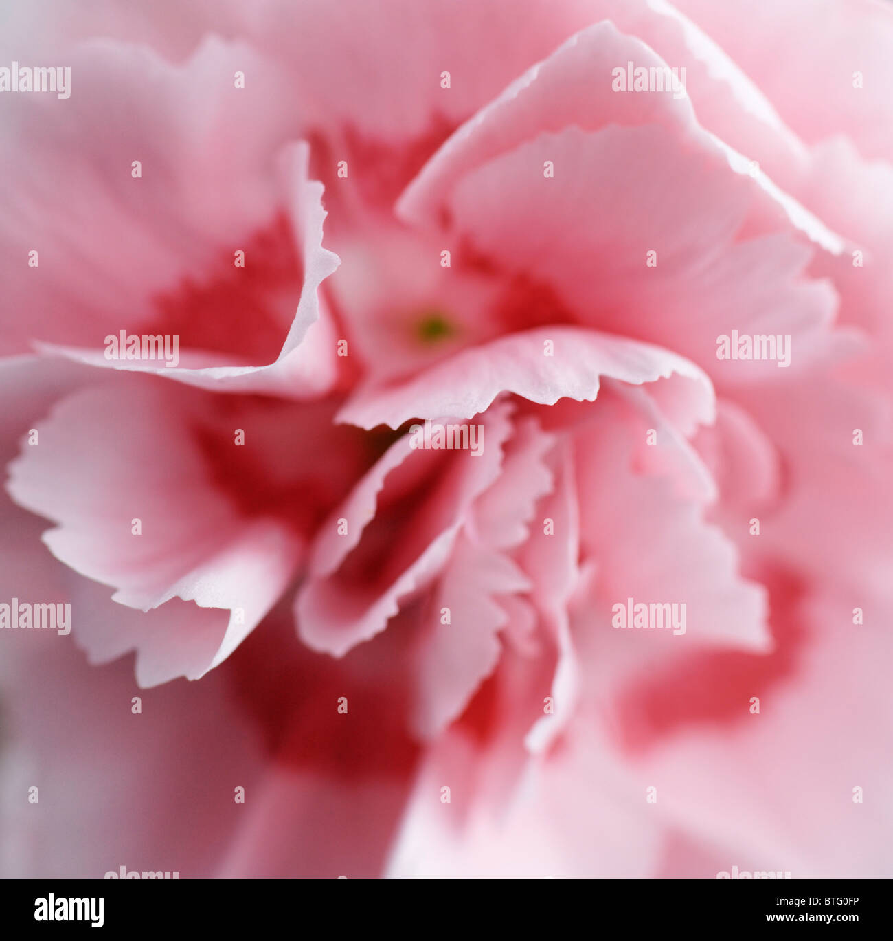 Pink Carnation. Dianthus caryophyllus Stock Photo Alamy