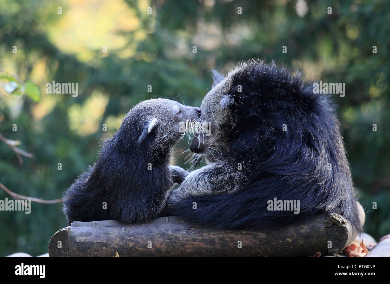 Binturong, artictis binturong, female with cub Stock Photo - Alamy