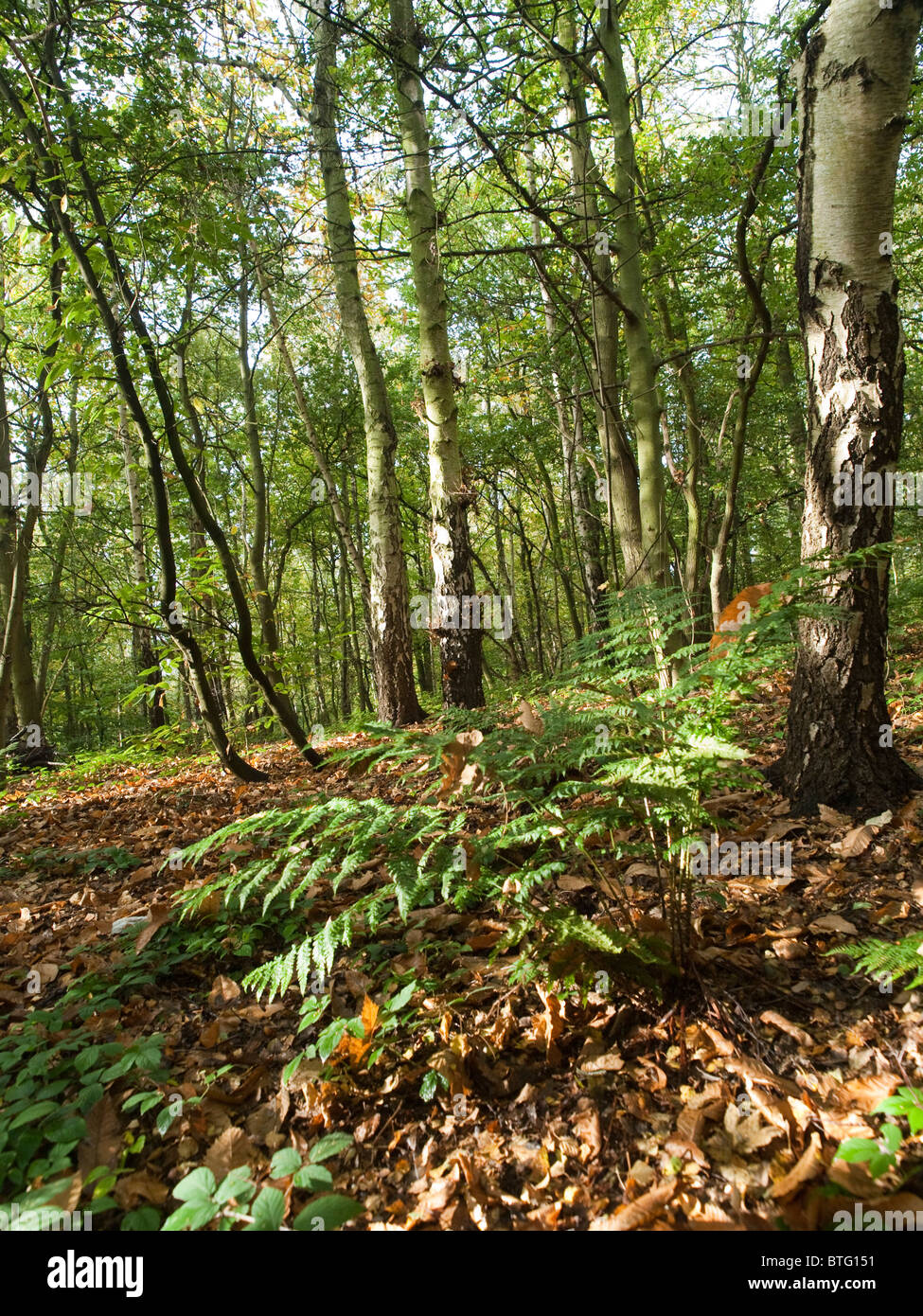 Autumn Woodland, Nottinghamshire England UK Stock Photo Alamy