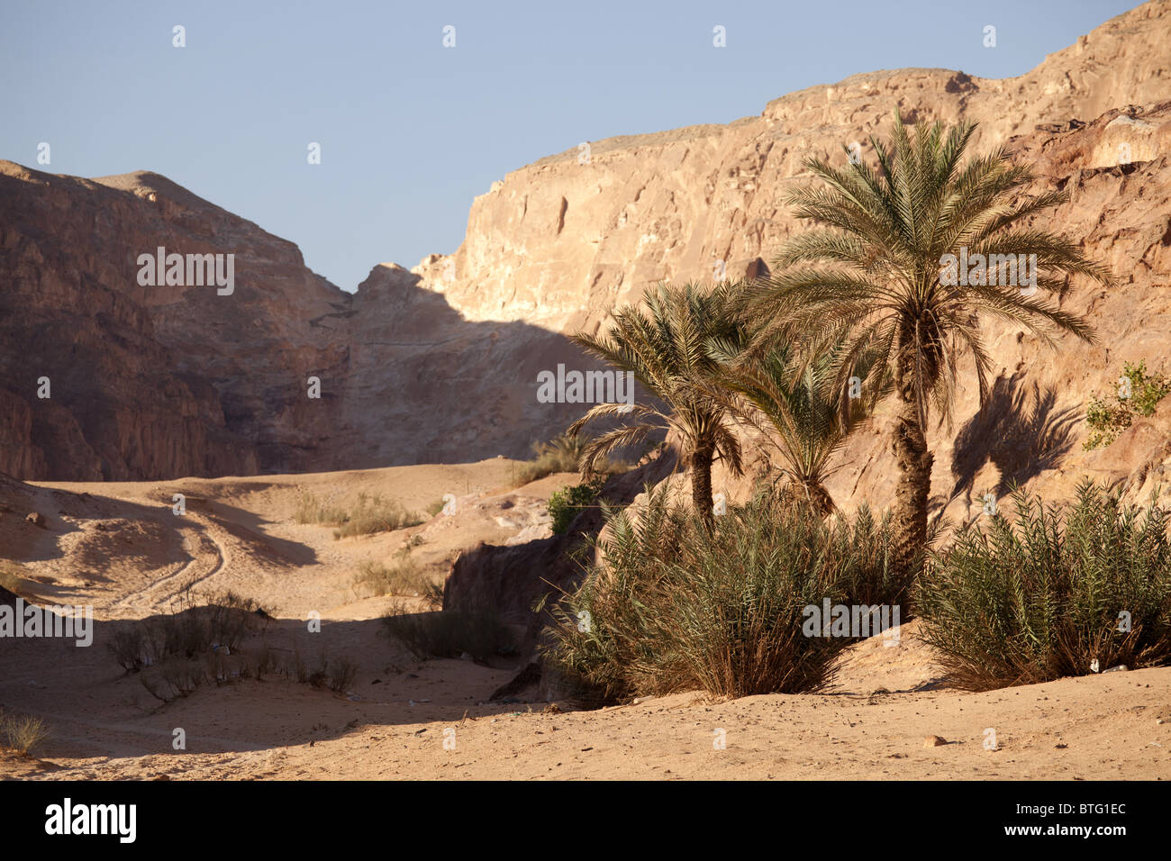 Date palms at Ain Khudra Oasis, Sinai, Egypt, Africa Stock Photo