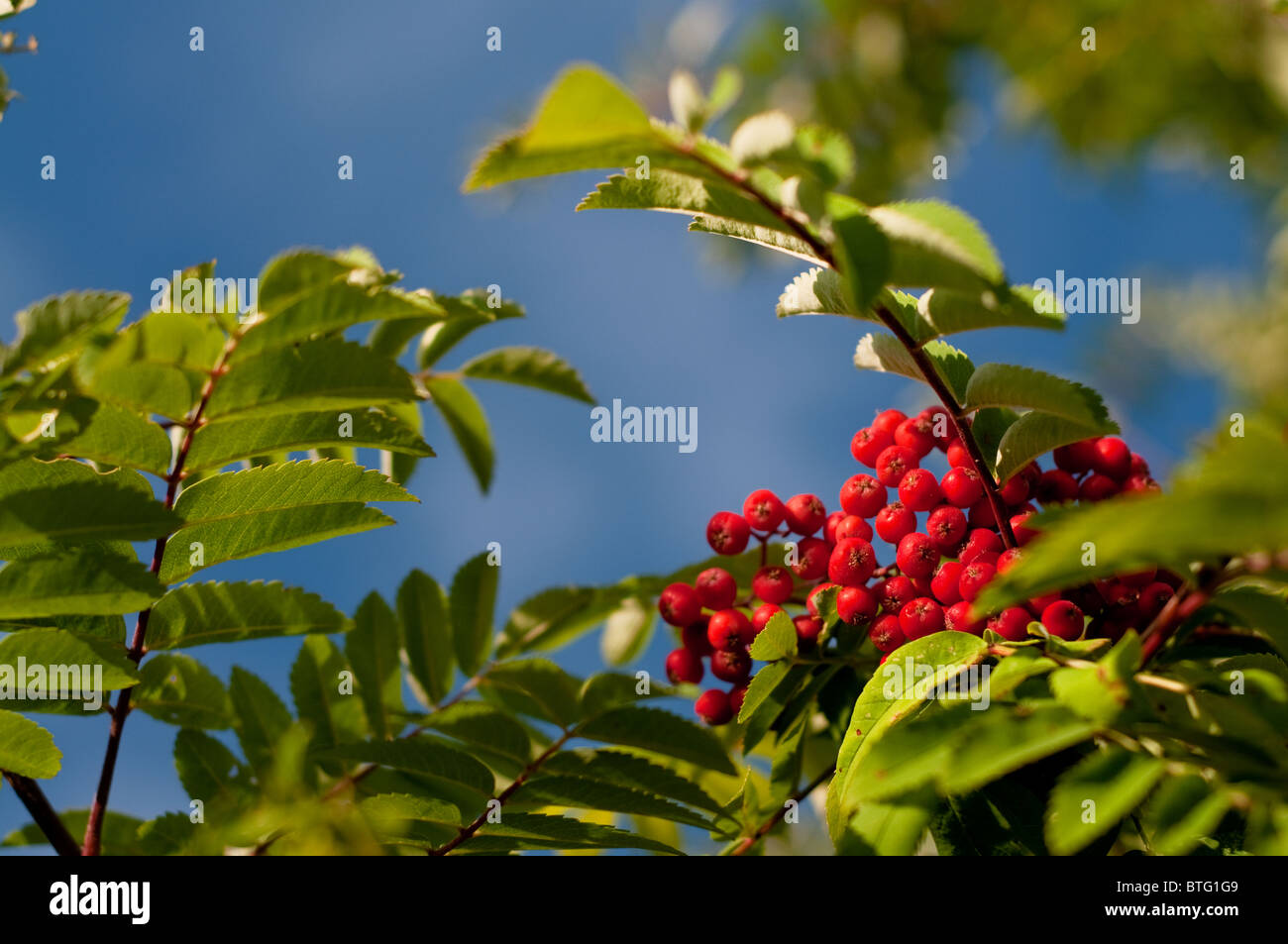 Deep blue vivid summer sky hi-res stock photography and images - Alamy